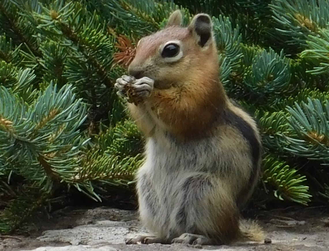 chipmunk