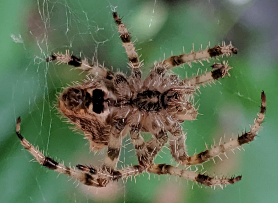 Garden Spider 