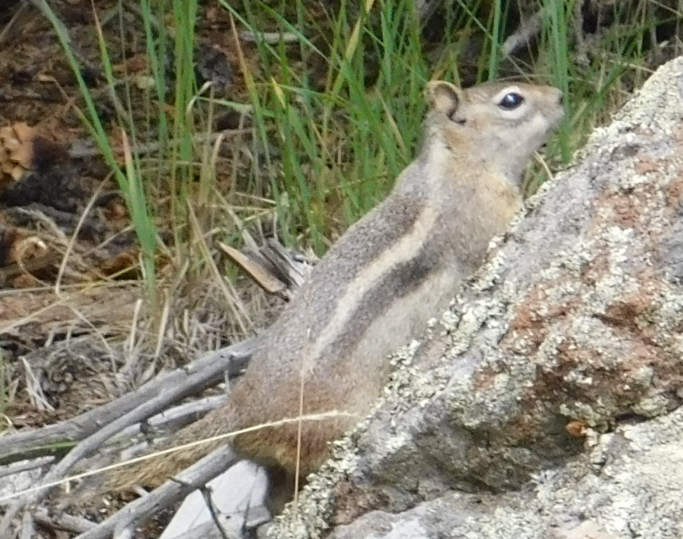 chipmonk