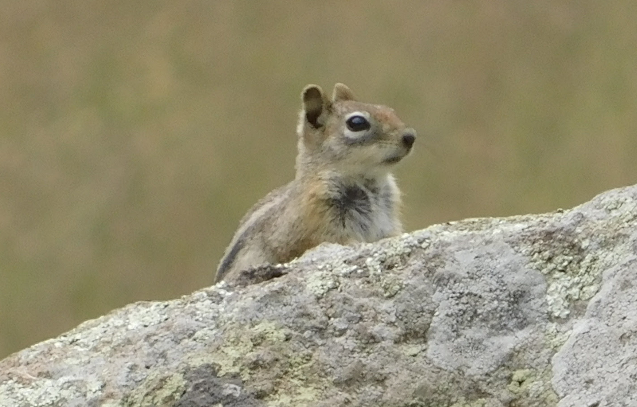 chipmunk