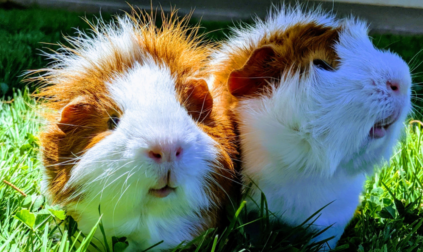 Guinea Pigs