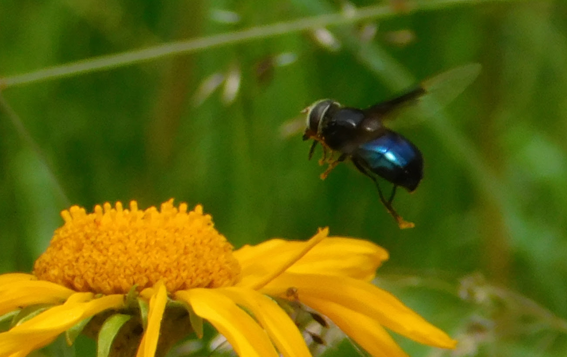 Large Fly with Pollen on Legs