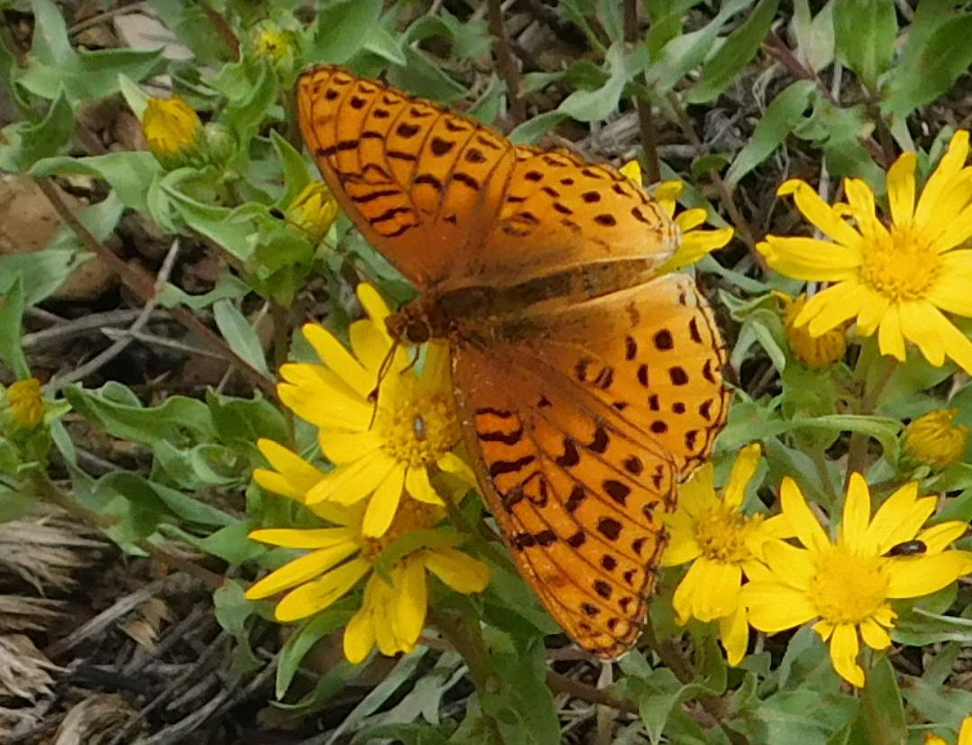 Orange butterfly