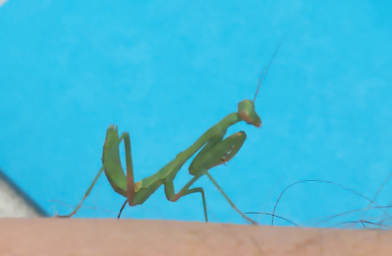 praying mantis