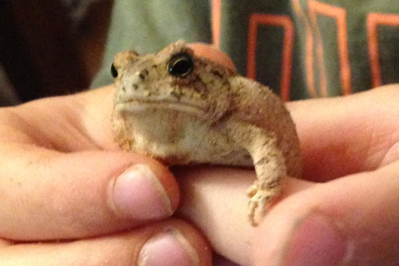 toad