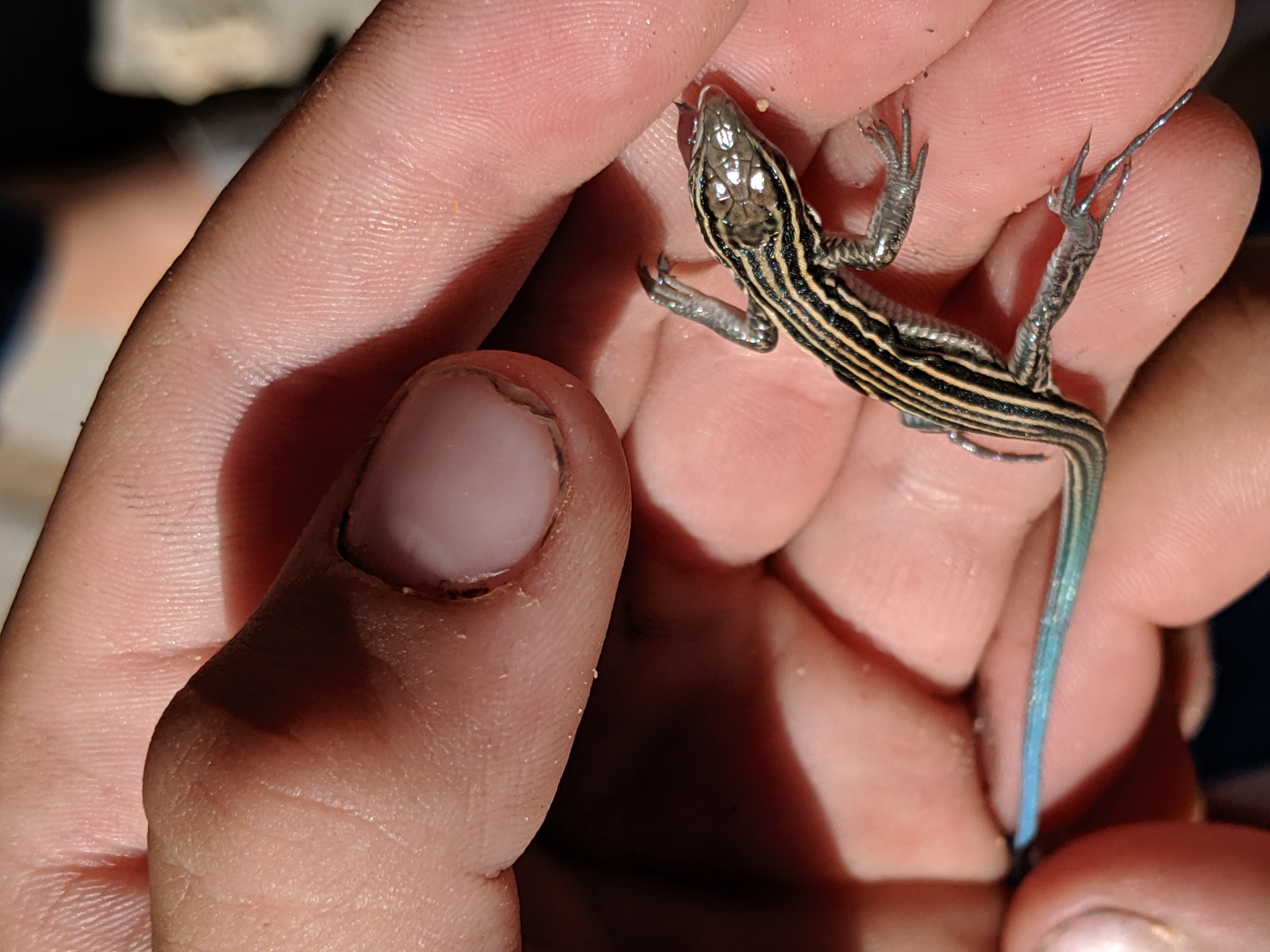 photo of a skink with blue tail