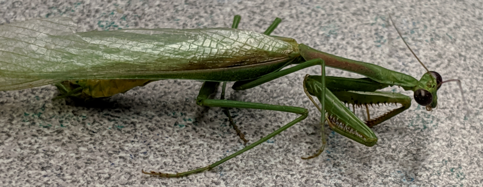 Praying Mantis