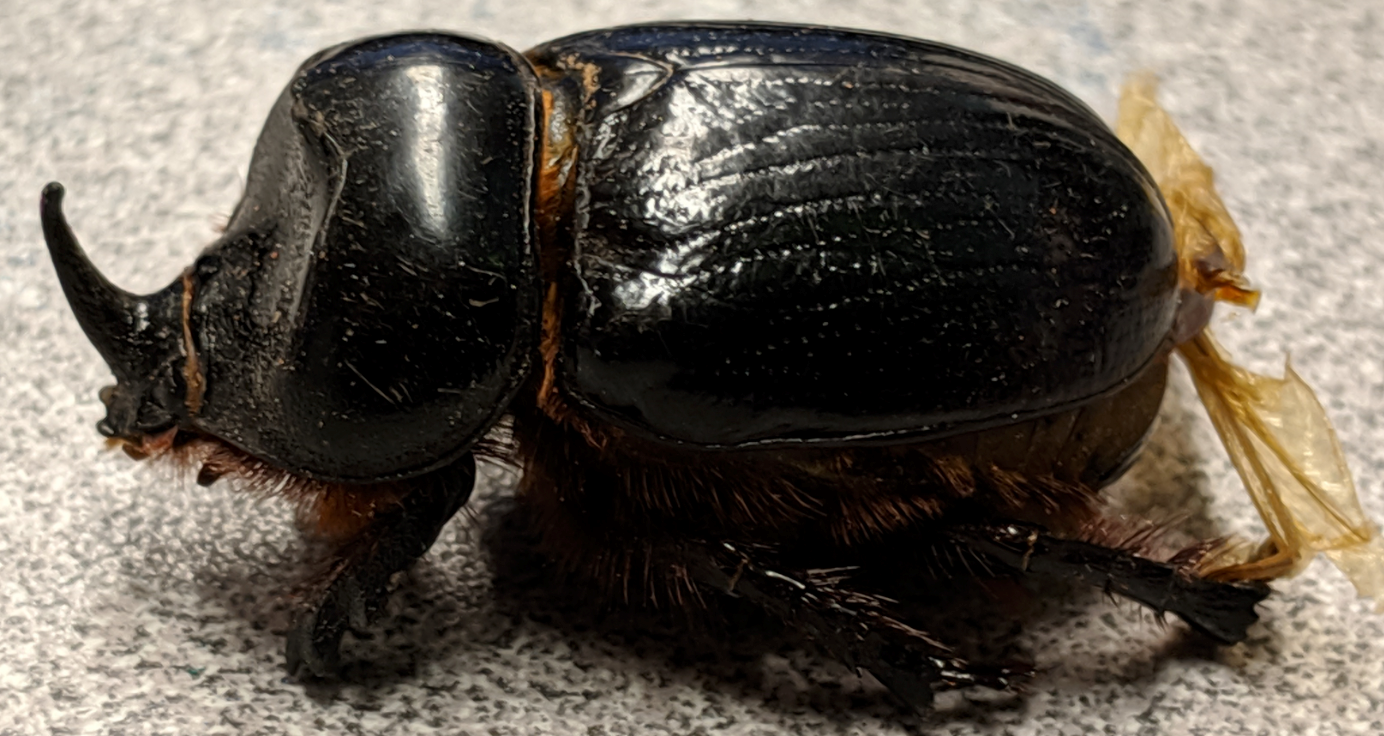 Rhinoceros Beetle