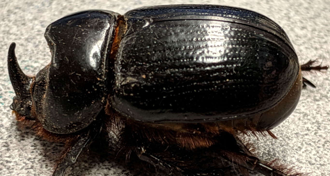 Rhinoceros Beetle