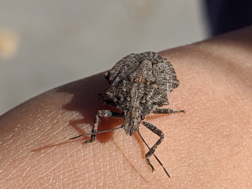 Bug on hand