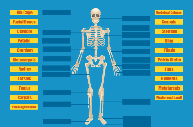 Label the Skeleton