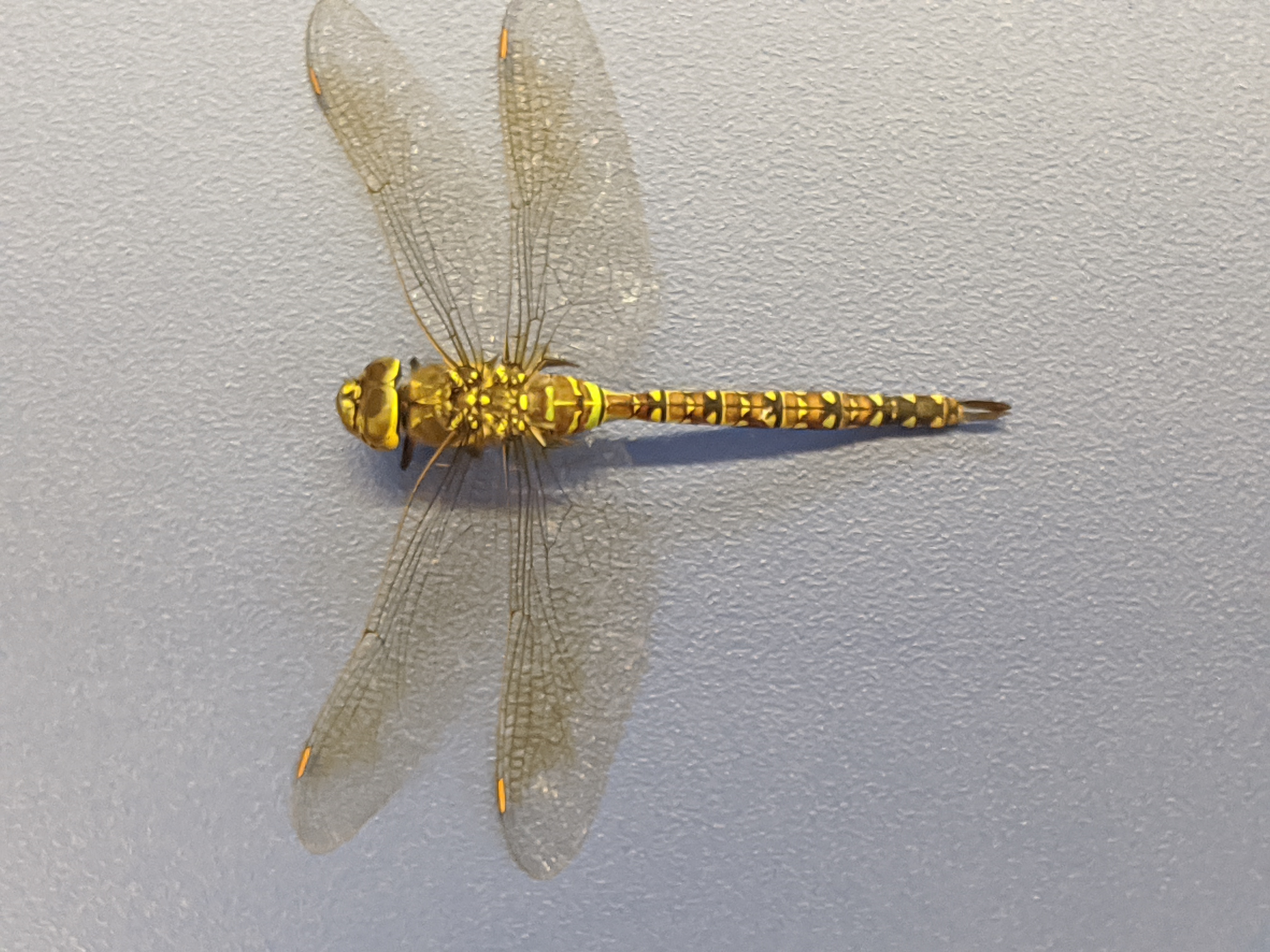 dragonfly image