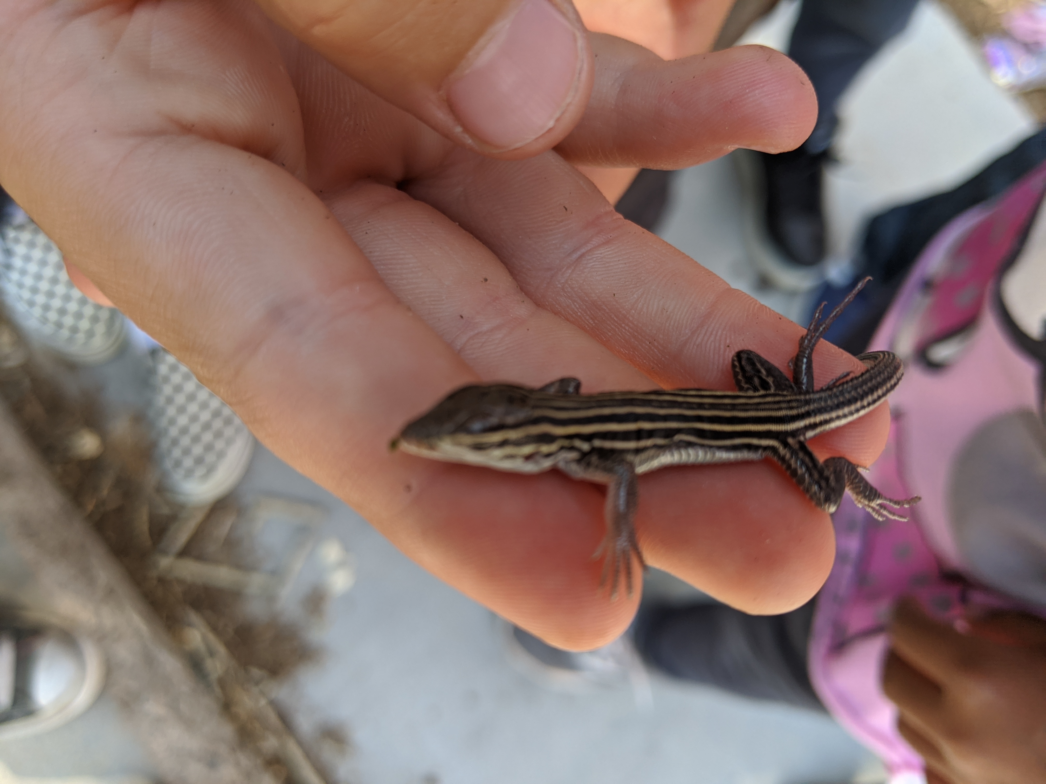 Whiptail Lizard Image