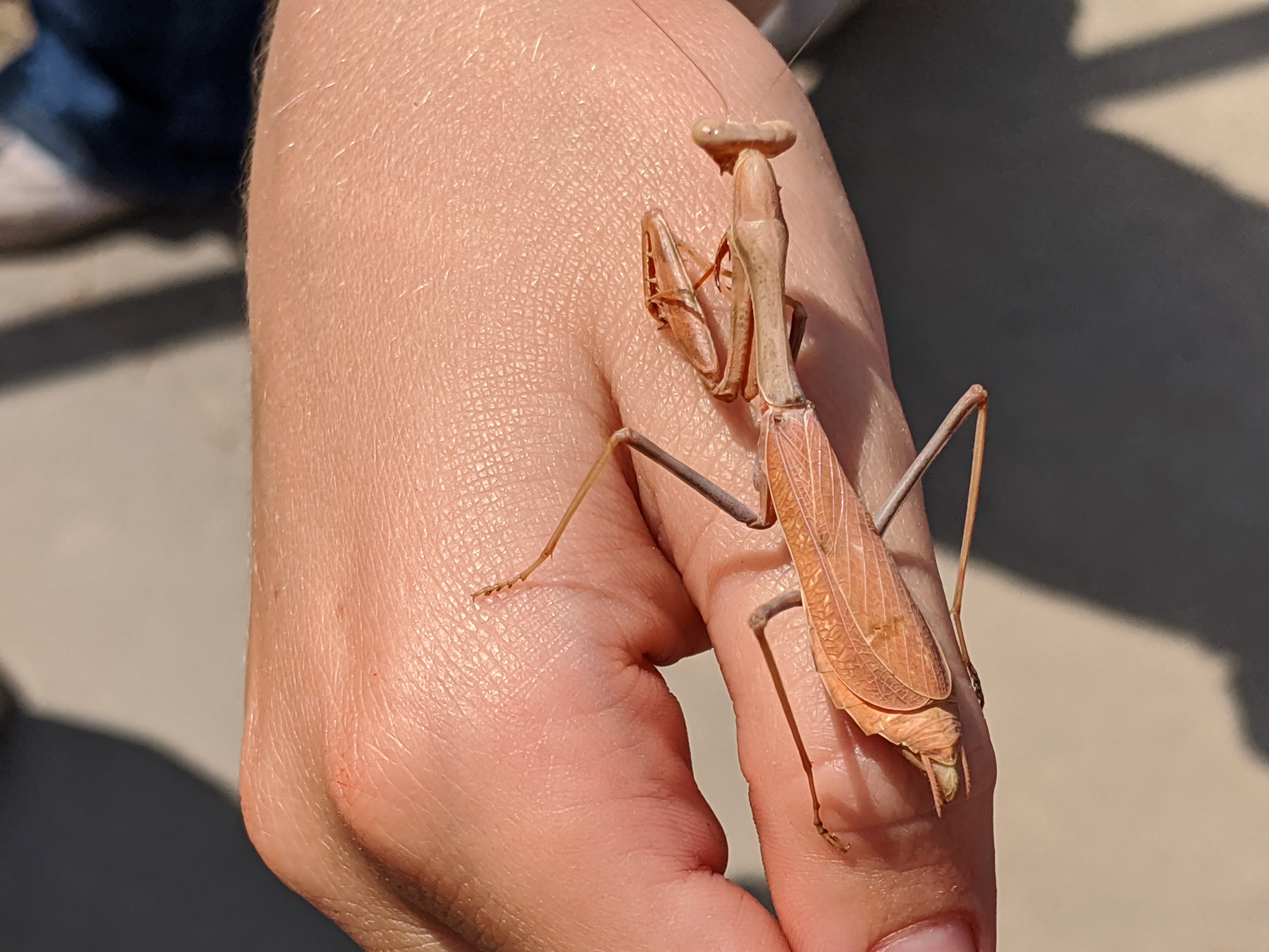 praying mantis image