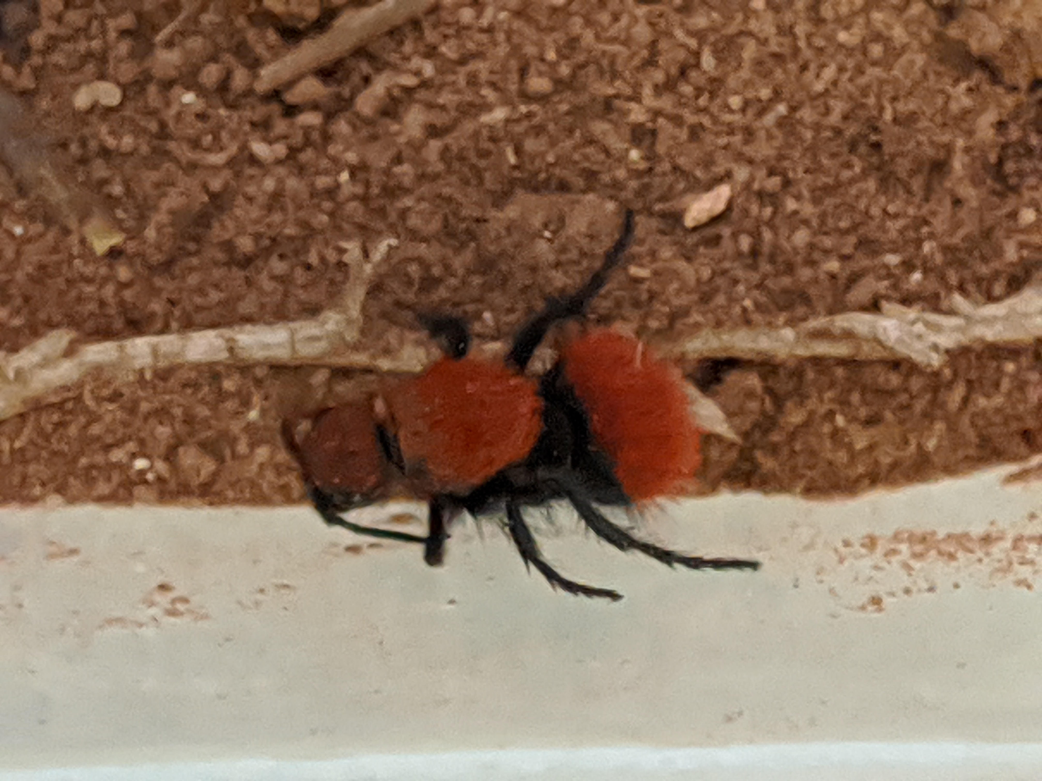 velvet ant