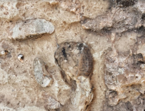 fossil in sedimentary rock image