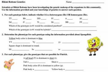 Sponge Bob Genetics Lab Activity