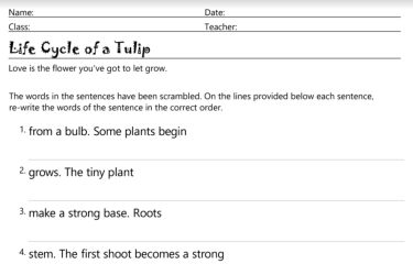 Unscramble the sentences to learn about the life cycle of a tulip image