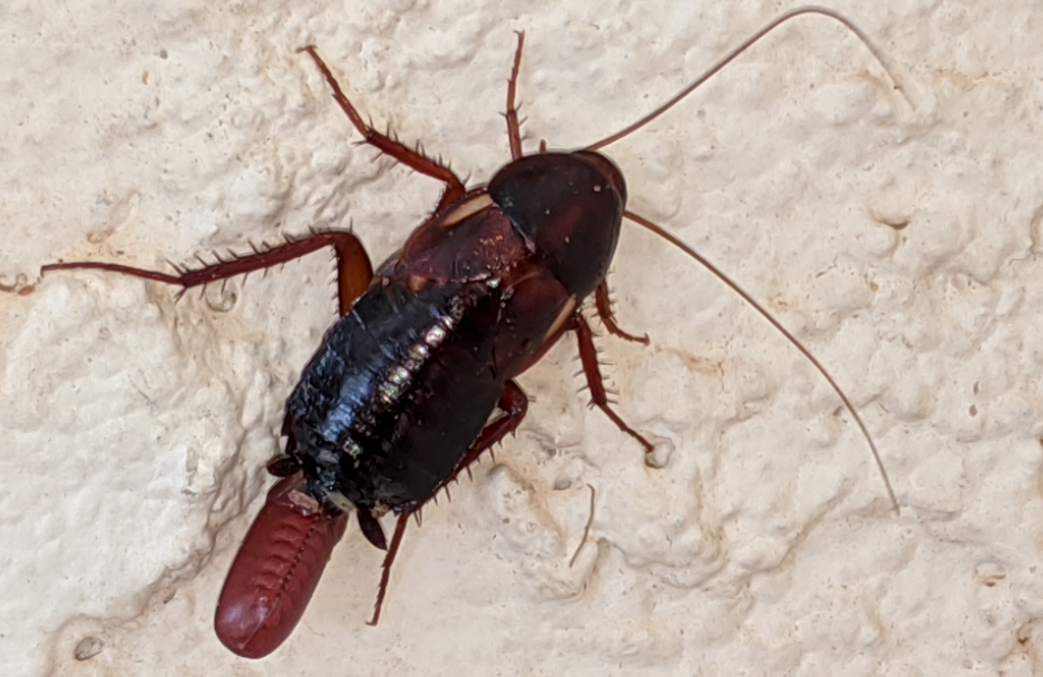 cockroach and ootheca