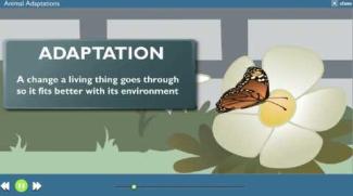 Click here to watch the Animal Adaptations video