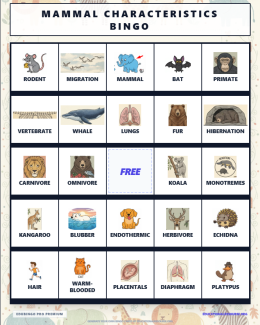 mammal characteristics bingo