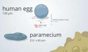 Comparing The Size of Cells, Bacteria, and Cell Parts
