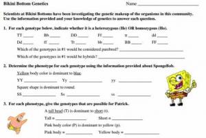 Sponge Bob Genetics Lab Activity