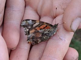 Painted Lady Butterfly