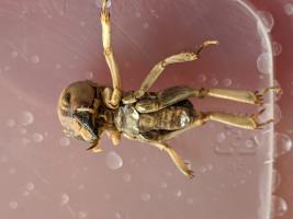 Jerusalem Cricket