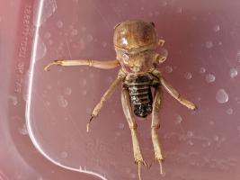 Jerusalem Cricket