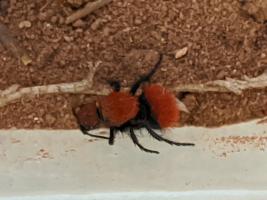 velvet ant