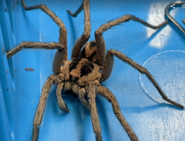 lycosa wolf spider