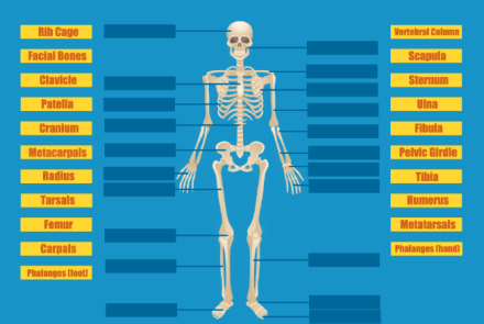 Go and Label the Skeleton Link
