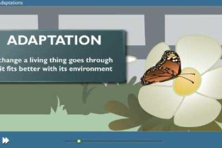 Click here to watch the Animal Adaptations video