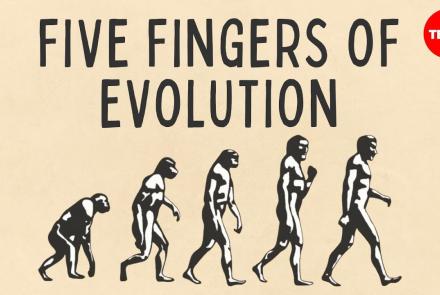 Embedded thumbnail for The 5 Parts of Evolution. Video