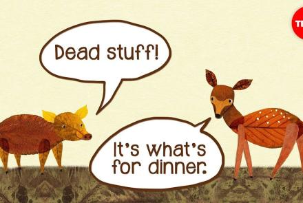 Embedded thumbnail for Dead stuff, part of the food web. Video