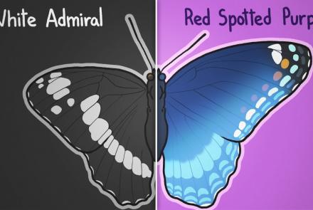 Embedded thumbnail for Adaptations