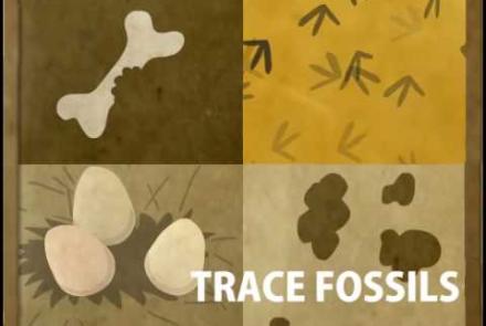 Embedded thumbnail for What are different types of fossils? Video