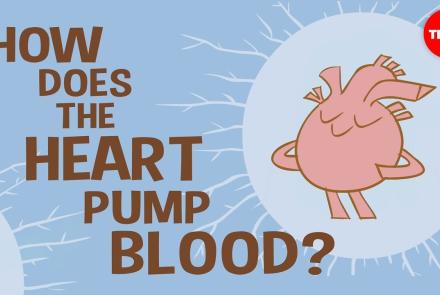 Embedded thumbnail for How the heart pumps blood. Video