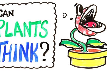 Embedded thumbnail for Can plants think? Video