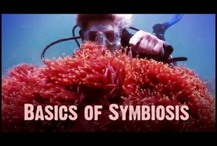 Embedded thumbnail for Symbiosis: Mutualism, Commensalism, and Parasitism Video
