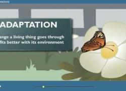 Click here to watch the Animal Adaptations video