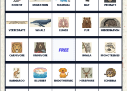 mammal characteristics bingo