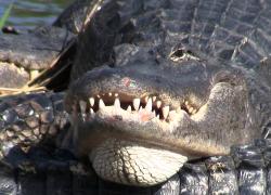 Embedded thumbnail for The flow of energy and matter in the food chain Video