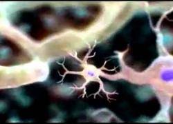 Embedded thumbnail for An Introduction to Cells Video