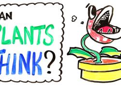 Embedded thumbnail for Can plants think? Video